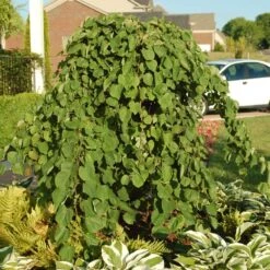 Cascading Hearts Redbud Tree 10 Cascading Hearts Redbud Tree -Fast-Growing-Trees Shop Cascading Hearts Redbud 2