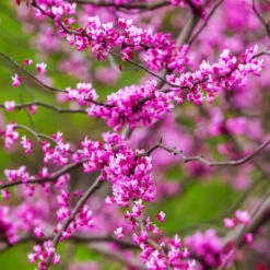 Cascading Hearts Redbud Tree 11 Cascading Hearts Redbud Tree -Fast-Growing-Trees Shop Cascading Hearts Redbud 3