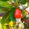 Cashew Tree 1 Cashew Tree -Fast-Growing-Trees Shop Cashew Nut Tree FGT 600x600 ae50f6a6 ab86 49a6 a9b6 65c6a211e420