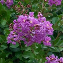Catawba Crape Myrtle Tree -Fast-Growing-Trees Shop Catawba Crape Myrtle 1 FGT