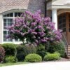 Catawba Crape Myrtle Tree -Fast-Growing-Trees Shop Catawba Crape Myrtle FGT 600x600 66b50869 8d4b 4805 a639 1cb85f8da0d9