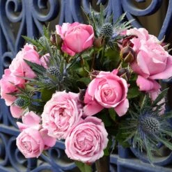 Cathedral Bells Rose 8 Cathedral Bells Rose -Fast-Growing-Trees Shop Cathedral Bells Rose Tree 2