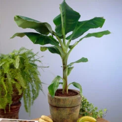Smoothie Kit -Fast-Growing-Trees Shop Cavendish Banana 4 d5d43398 d2c2 4a90 8865 0f7abee58540