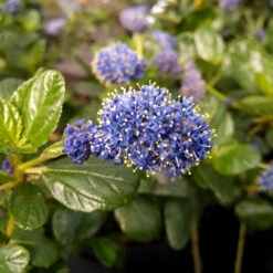 Yankee Point California Lilac 8 Yankee Point California Lilac -Fast-Growing-Trees Shop Ceanothus Yankee Point 1