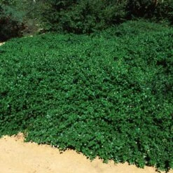 Yankee Point California Lilac 9 Yankee Point California Lilac -Fast-Growing-Trees Shop Ceanothus Yankee Point 5