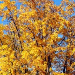 Chandler Walnut Tree -Fast-Growing-Trees Shop Chandler Walnut 1