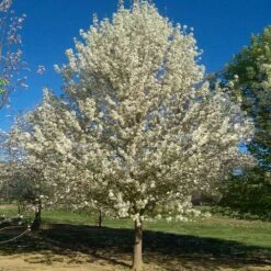 Chastity® Pear Tree -Fast-Growing-Trees Shop Chastity Pear Tree 1