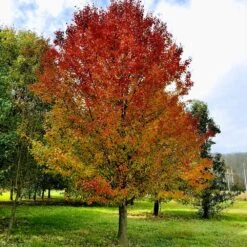 Chastity® Pear Tree -Fast-Growing-Trees Shop Chastity Pear Tree 3