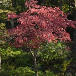 Cherokee Brave Dogwood 9 Cherokee Brave Dogwood -Fast-Growing-Trees Shop Cherokee Brave Dogwood 2