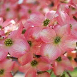 Cherokee Brave Dogwood 8 Cherokee Brave Dogwood -Fast-Growing-Trees Shop Cherokee Brave Dogwood 3 FGT