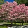Cherokee Brave Dogwood -Fast-Growing-Trees Shop Cherokee Brave FGT 600x600 525a5b63 796d 4ef4 bca9 ef17be803532