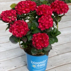 Cherry-Go-Round™ Hydrangea 12 Cherry-Go-Round™ Hydrangea -Fast-Growing-Trees Shop Cherry Go Round Hydrangea 1