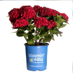 Cherry-Go-Round™ Hydrangea 15 Cherry-Go-Round™ Hydrangea -Fast-Growing-Trees Shop Cherry Go Round Hydrangea 3