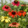 Cheyenne Spirit Echinacea (Coneflower) 1 Cheyenne Spirit Echinacea (Coneflower) -Fast-Growing-Trees Shop Cheyenne SPirit Coneflower FGT 600x600 4979c64a 4fbe 4583 acae 047be515583b