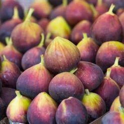 Assorted Figs - USDA Organic -Fast-Growing-Trees Shop Chicago Hardy Fig 3 FGT d1afeef5 e8cb 44a8 8623 c33ef353c834