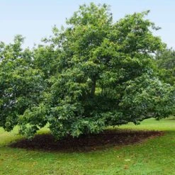 Chinese Chestnut Tree -Fast-Growing-Trees Shop Chinese Chestnut 9