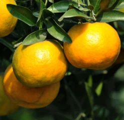 Chinotto Sour Orange Tree 7 Chinotto Sour Orange Tree -Fast-Growing-Trees Shop Chinotto Sour Orange Tree 450 D1