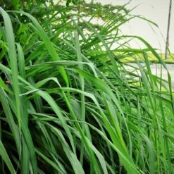 Citronella Grass (Cymbopogon Nardus) -Fast-Growing-Trees Shop Citronella GRass 5