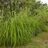 Citronella Grass (Cymbopogon Nardus) 1 Citronella Grass (Cymbopogon Nardus) -Fast-Growing-Trees Shop Citronella GRass FGT 600x600 b10313b7 b834 4295 9524 780e9024abec