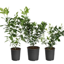 Key Lime Bush -Fast-Growing-Trees Shop Citrus Starter Kit 1 35750fc5 ab17 46ec b290 bdea341f825d