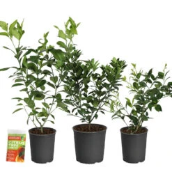Key Lime Bush -Fast-Growing-Trees Shop Citrus Starter Kit 2 e181e883 d0c0 4834 b952 a7a762a40b70