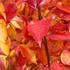 Cleveland Pear Tree 12 Cleveland Pear Tree -Fast-Growing-Trees Shop Cleveland Pear 9 FGT