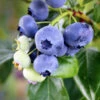 Climax Blueberry -Fast-Growing-Trees Shop Climax Blueberry 600x600 7714f4df f6bc 419c 8100 ff1766e63362