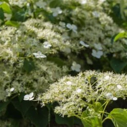 Climbing Hydrangea -Fast-Growing-Trees Shop Climbing Hydrangea 2