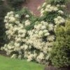 Climbing Hydrangea 1 Climbing Hydrangea -Fast-Growing-Trees Shop Climbing Hydrangea FGT 600x600 f1eb8ef2 7501 4766 a119 851e48bff6a7