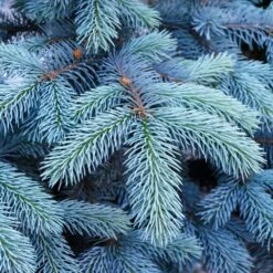 Colorado Blue Spruce Tree -Fast-Growing-Trees Shop Colorado BLue Spruce 1 FGT
