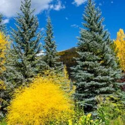 Colorado Blue Spruce Tree -Fast-Growing-Trees Shop Colorado BLue Spruce 4 FGT