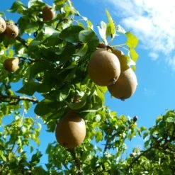 Comice Pear Tree -Fast-Growing-Trees Shop Comice Pear 4 FGT 6ddd185e 0290 4011 8ba5 2134152f5e67