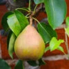 Comice Pear Tree -Fast-Growing-Trees Shop Comice Pear FGT 600x600 60b83431 5172 4869 a985 6d5b77fbab58