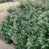 Compacta Japanese Holly Shrub -Fast-Growing-Trees Shop Compacta Holly 600x600 e05b0316 28ef 4fcf 94c4 5087edca450f