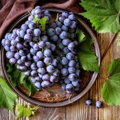 Concord Grape 10 Concord Grape -Fast-Growing-Trees Shop Concord Grape 6 FGT