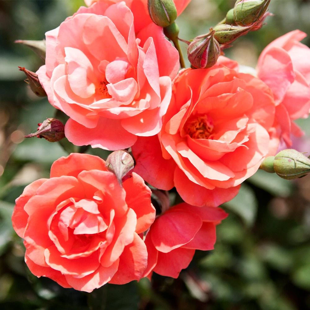 Coral Knock Out® Rose Shrub 4 Coral Knock Out® Rose Shrub - Image 2