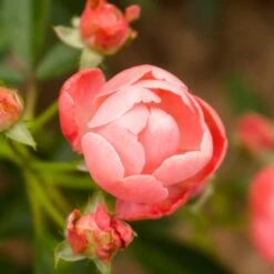 Coral Knock Out® Rose Shrub 9 Coral Knock Out® Rose Shrub -Fast-Growing-Trees Shop Coral Knockout Rose 2 FGT