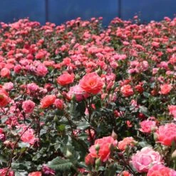 Coral Knock Out® Rose Shrub 8 Coral Knock Out® Rose Shrub -Fast-Growing-Trees Shop Coral Knockout Rose 3 FGT