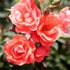 Coral Knock Out® Rose Shrub -Fast-Growing-Trees Shop Coral Knockout Rose FGT 600x600 648fed75 c4bc 4987 93a6 de7b93aadabc