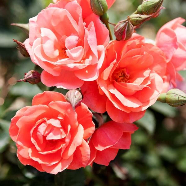 Coral Knock Out® Rose Shrub 3 Coral Knock Out® Rose Shrub