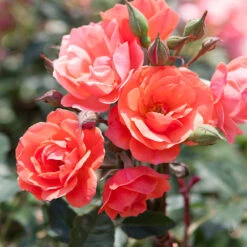 Coral Knock Out® Rose Tree 7 Coral Knock Out® Rose Tree -Fast-Growing-Trees Shop Coral Knockout Rose Tree 1