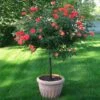 Coral Knock Out® Rose Tree -Fast-Growing-Trees Shop Coral Knockout Rose Tree 600x600 05e0cc69 e956 4022 80fb c98c8cc707a2