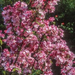 Coralburst® Crabapple -Fast-Growing-Trees Shop Coralbust Crabapple 1