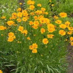 Nana Coreopsis (Tickseed) Plant -Fast-Growing-Trees Shop Coreopsis Nana 1