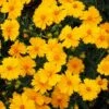 Nana Coreopsis (Tickseed) Plant 2 Nana Coreopsis (Tickseed) Plant -Fast-Growing-Trees Shop Coreopsis Nana 600x600 3216ecdb 069d 476d 8860 390f66c2a251