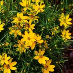 Threadleaf Coreopsis Plant -Fast-Growing-Trees Shop Coreopsis Zagreb 3 FGT
