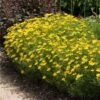 Threadleaf Coreopsis Plant -Fast-Growing-Trees Shop Coreopsis Zagreb FGT 600x600 508dfc5b 31d0 4725 bf88 cbef6fa5488c