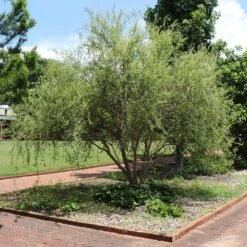 Corkscrew Willow Tree 10 Corkscrew Willow Tree -Fast-Growing-Trees Shop Corkscrew Willow 1