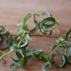 Corkscrew Willow Tree 12 Corkscrew Willow Tree -Fast-Growing-Trees Shop Corkscrew Willow 2