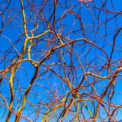 Corkscrew Willow Tree 13 Corkscrew Willow Tree -Fast-Growing-Trees Shop Corkscrew Willow 6